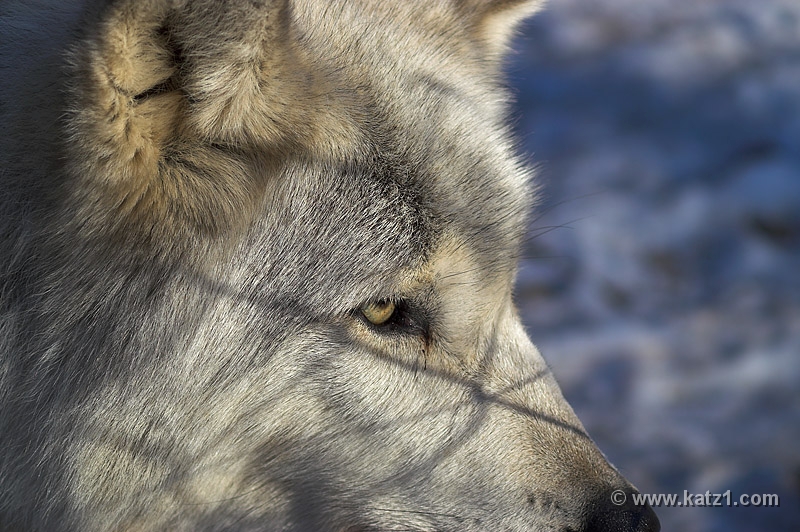 Arctic Wolf 058
